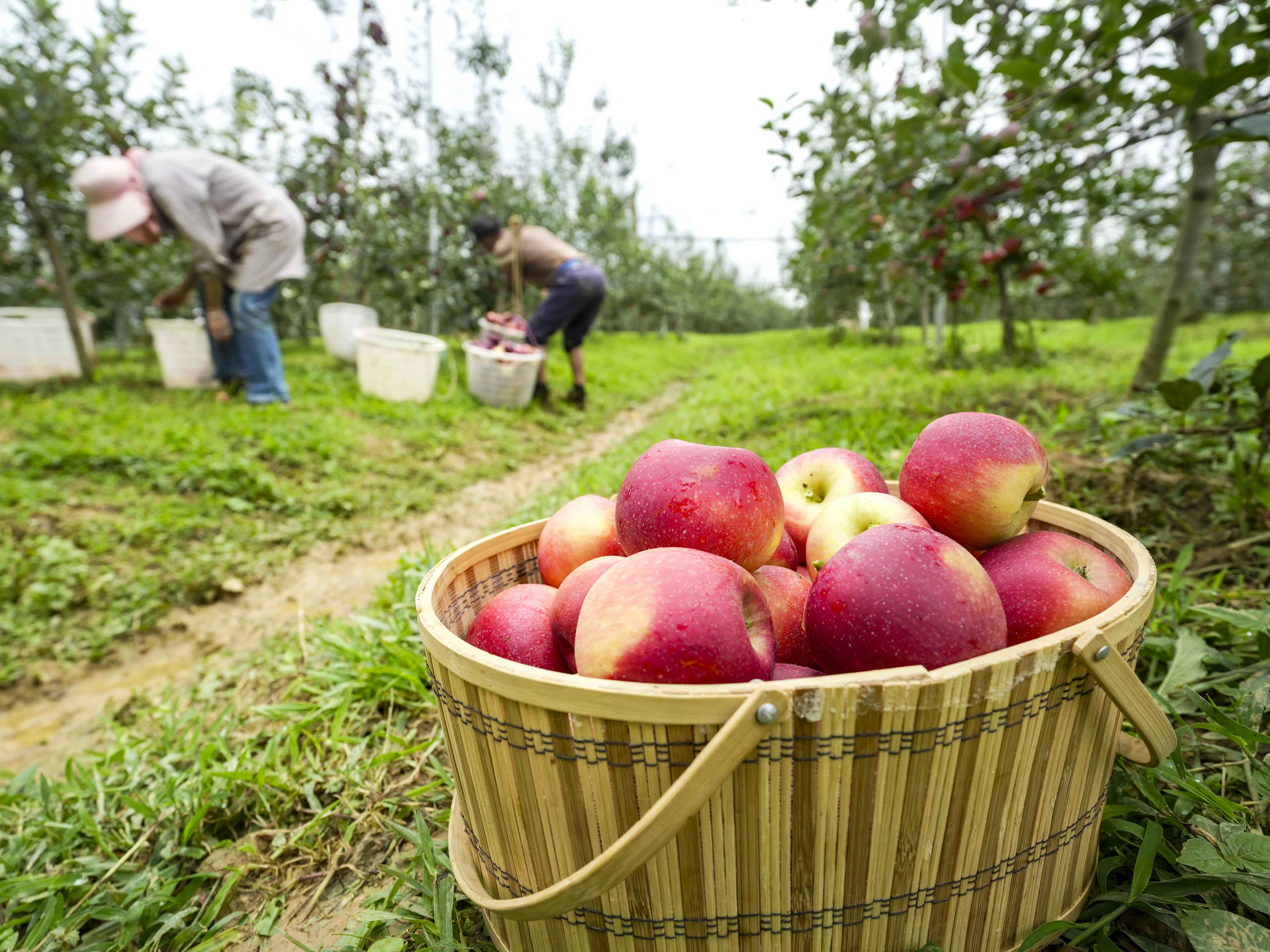 Sichuan: Drones and Smart Sorting Boost Fruit Industry
