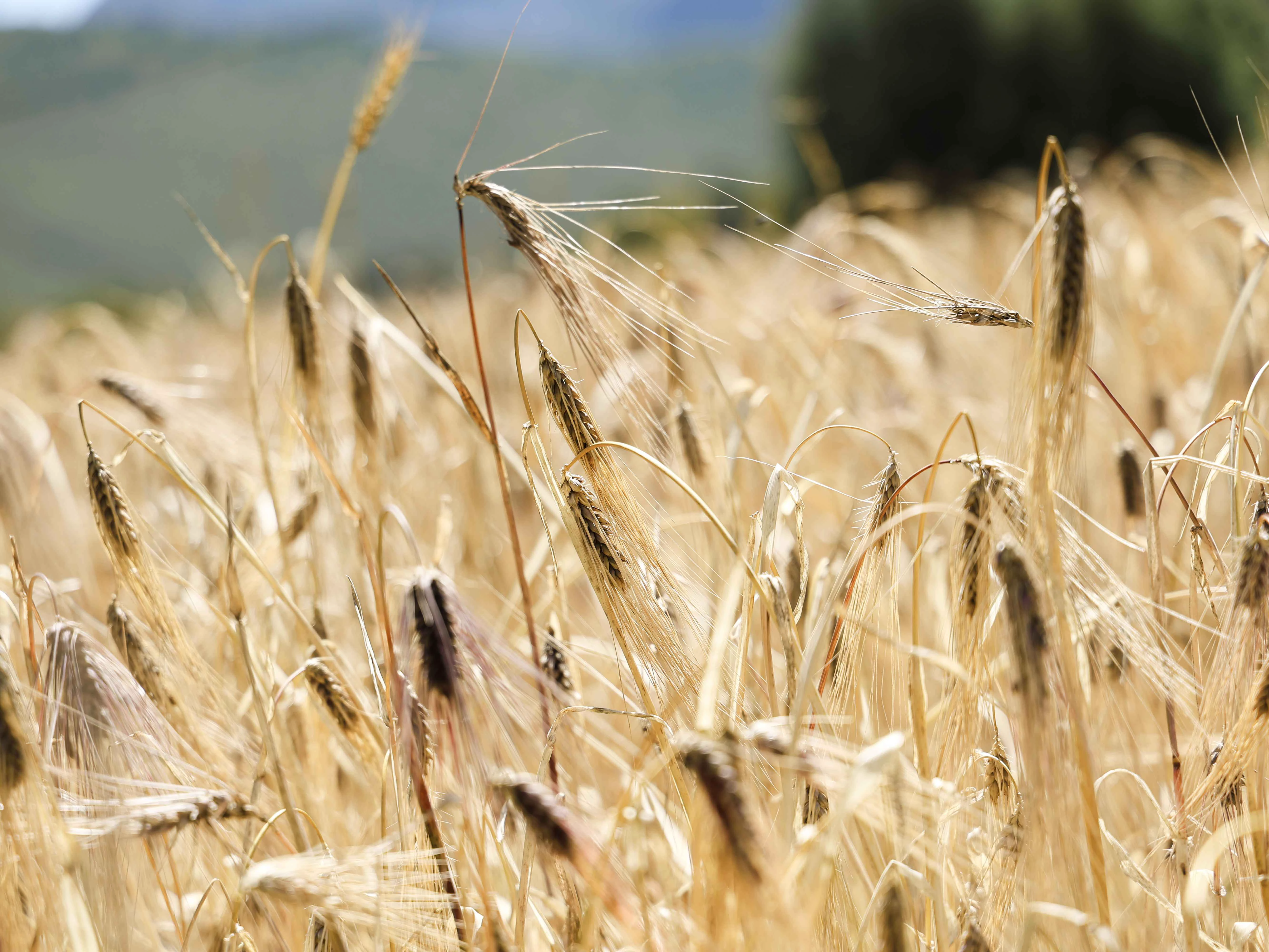 Sichuan's Highland Barley: From Staple Crop to High-Value Industry