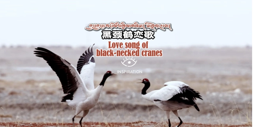 Love song of black-necked cranes