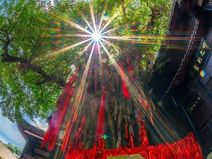 How Animated Film All Wishes Come True Sparks Tourism in Sichuan