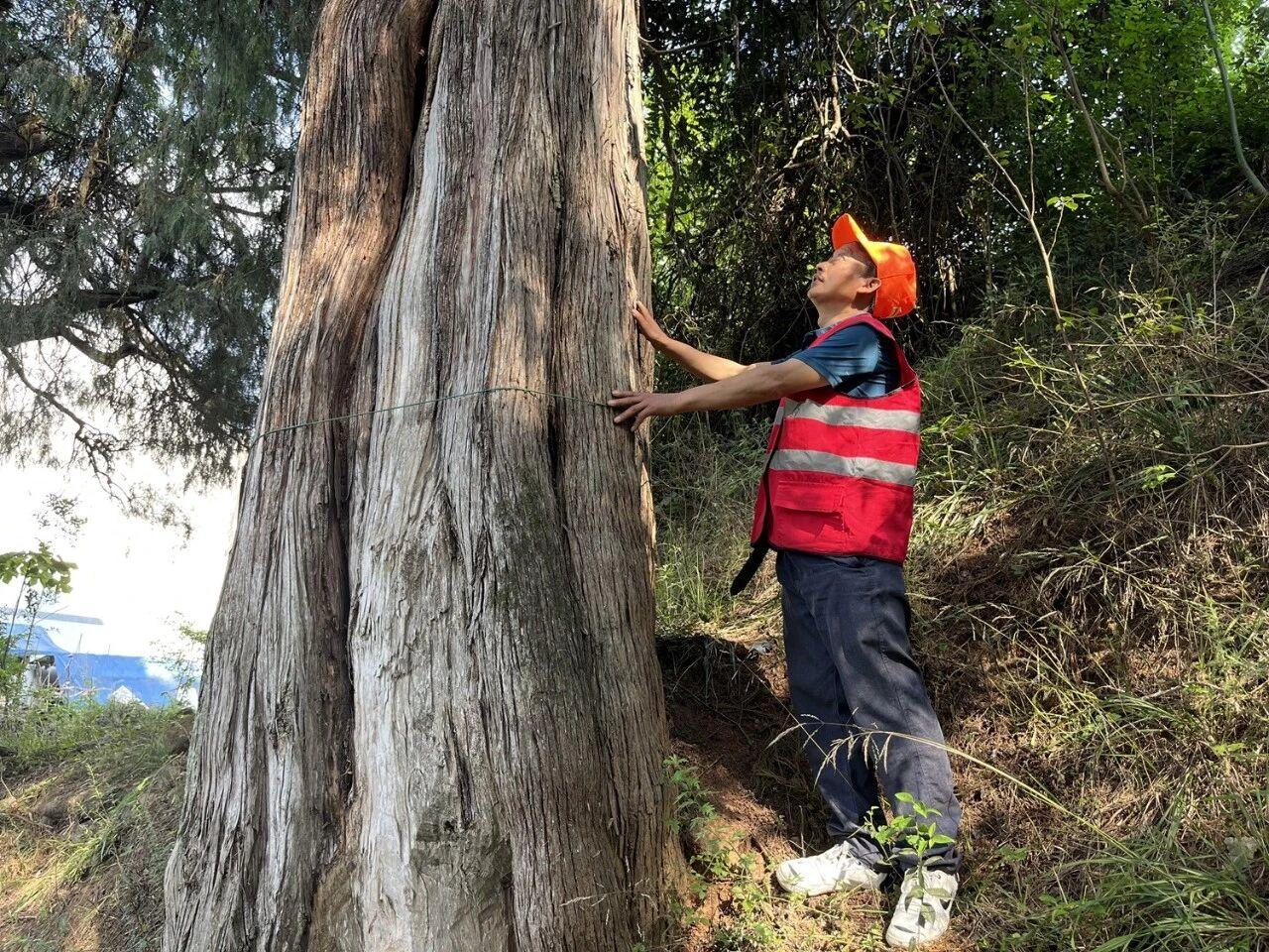 Sichuan Guardian: 8 Years Protecting 412 Ancient Cypress Trees