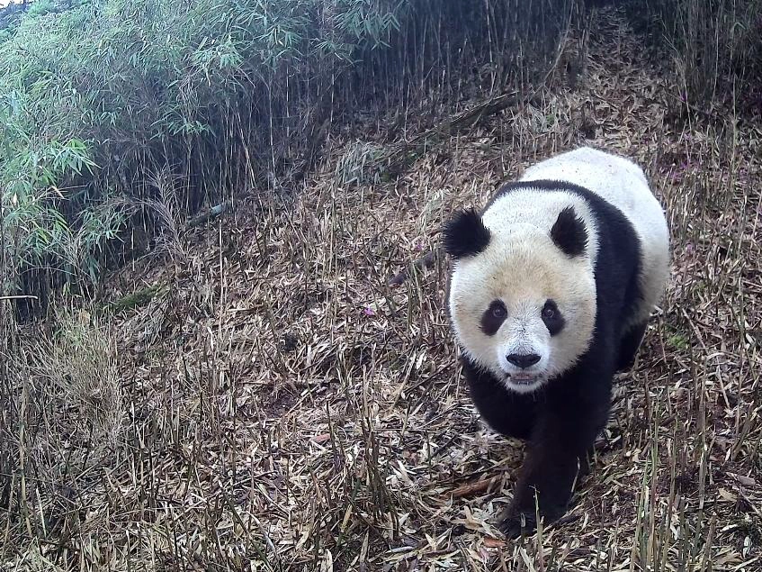 Sichuan Reserve Uses Smart Cameras to Track Wild Pandas