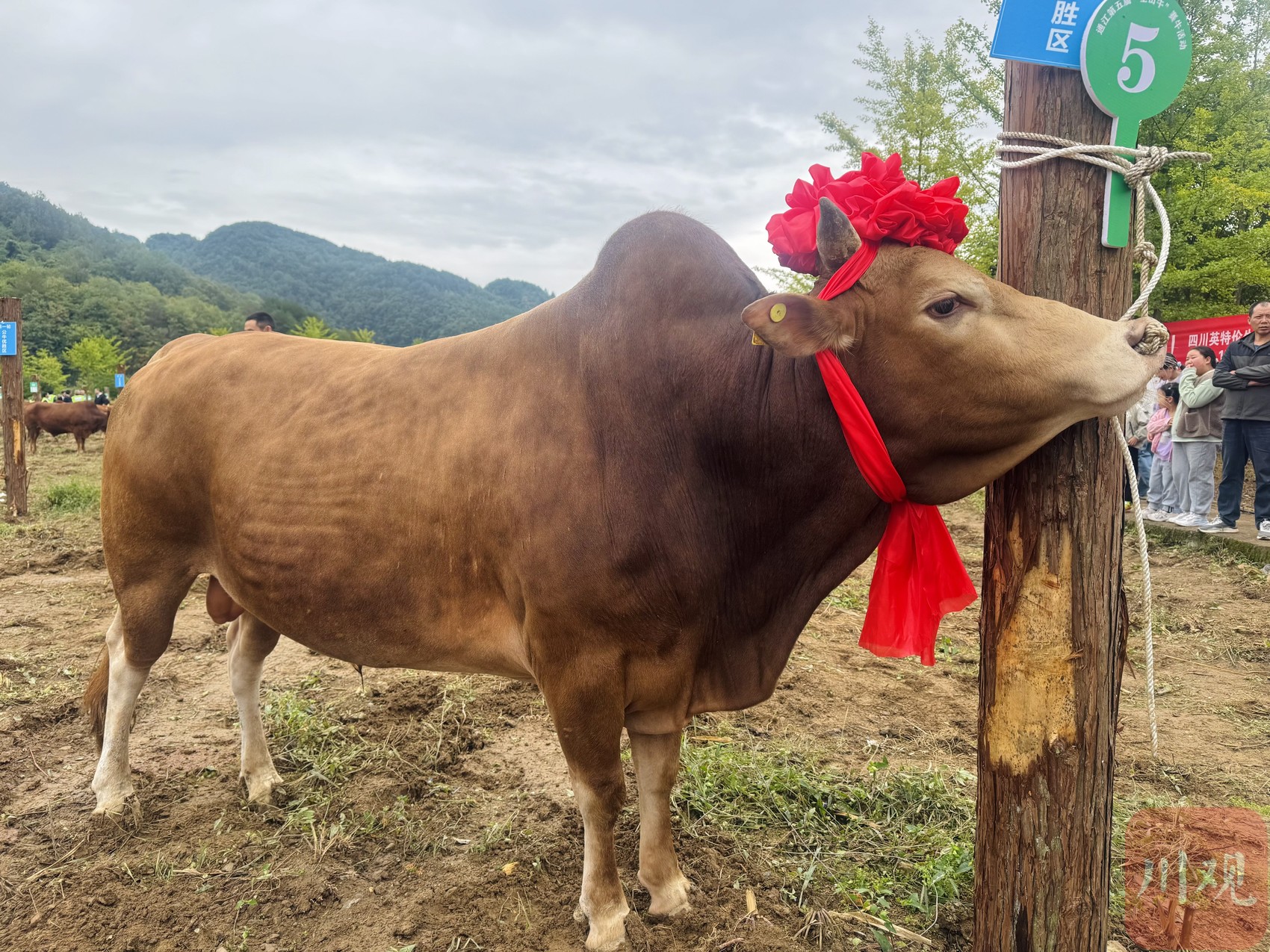Sichuan's Kongshan Cattle: How a Local Breed Fuels Rural Revitalization